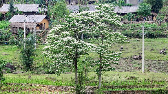 kinh nghiệm du lịch bình liêu mùa hoa sở kinh nghiệm du lịch bình liêu mùa hoa sở