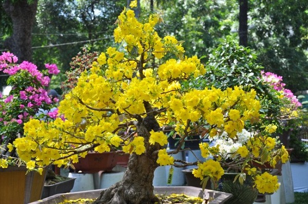 12 cây cảnh mang tài lộc vào nhà ngày Tết không thể bỏ qua